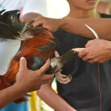 Live Knife Cockfighting – Filipino American Cockfighting
