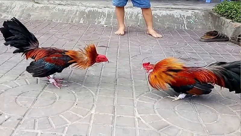 Cambodian Cockfighting Rules: Thomo Cockfighting