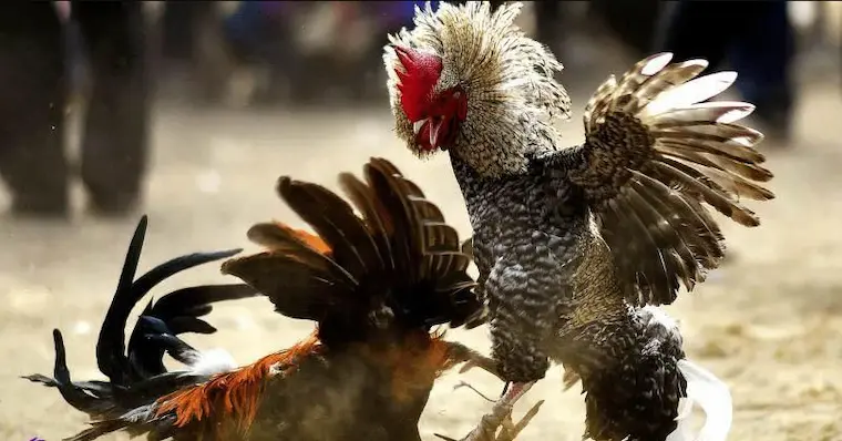 Why is Philippine cockfighting so popular?