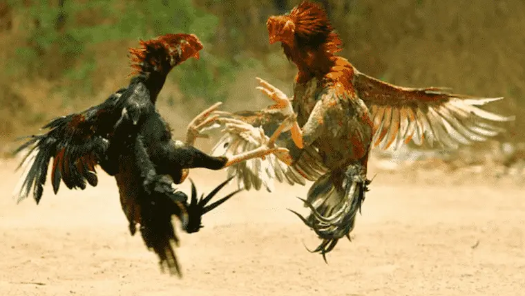 Tips for betting on cockfighting in the Philippines to win big