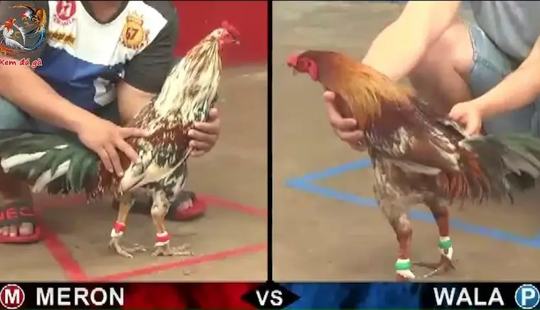 Philippine cockfighting clearly defines the arena