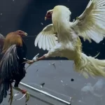 Philippine cockfighting