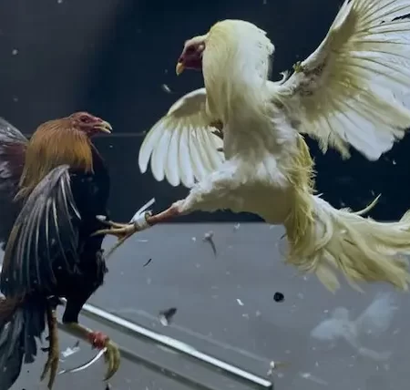 Philippine Cockfighting – Strong, Dramatic appeal, Not to be missed