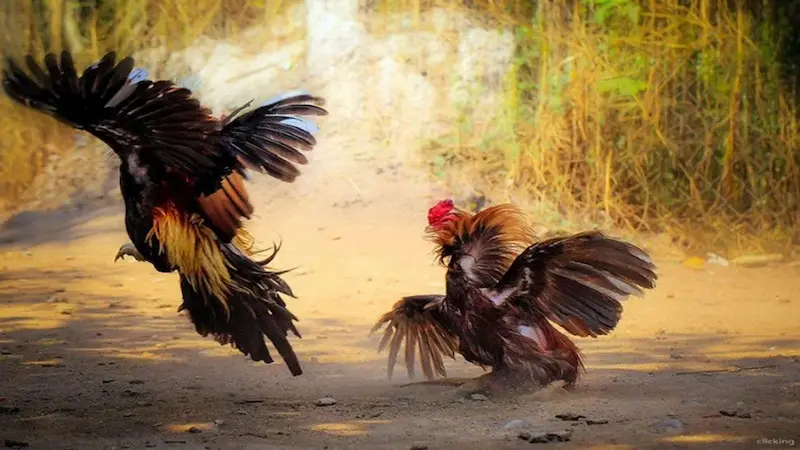 Prepare the Roosters by Studying and Assessing Them Ahead of Time