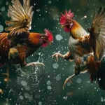 Thomo Cockfighting
